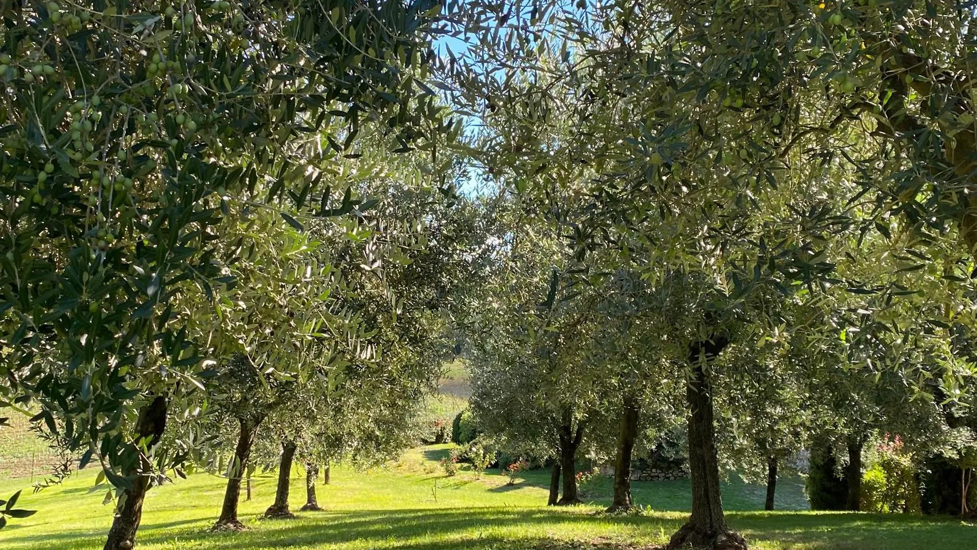 Farm stay Podere Casanuova Villa San Gimignano